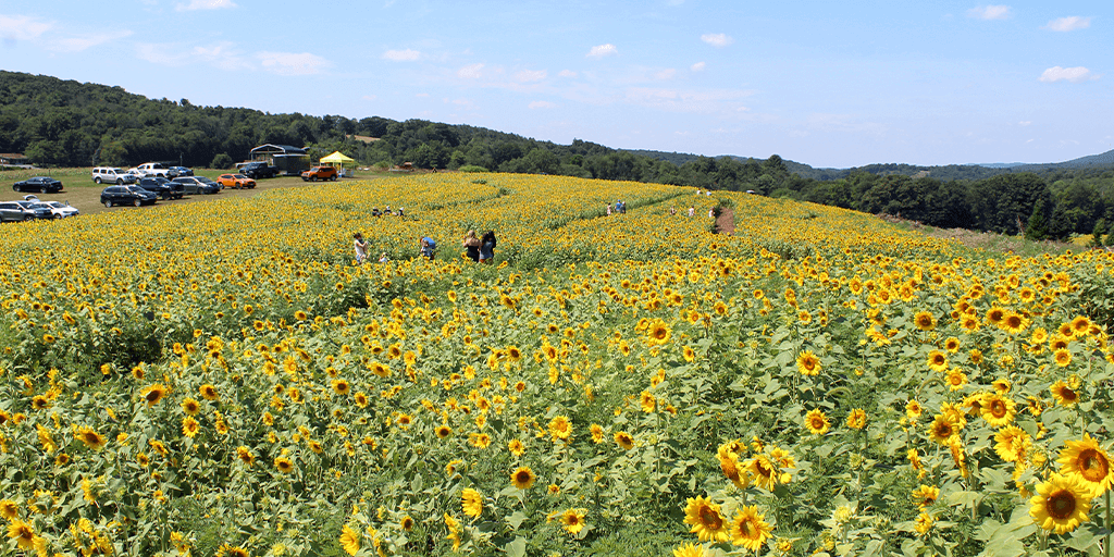 second mountain sunflowers orwigsburg 50 acres 2
