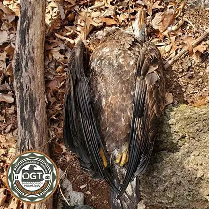 PA Game Commission Investigating Bald Eagle Found Dead Outside Hamburg ...