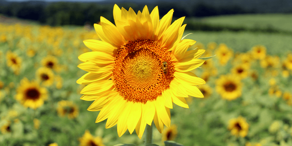second mountain sunflowers orwigsburg bee