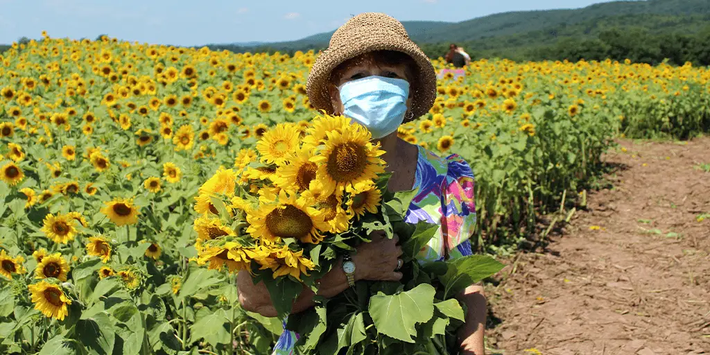 second mountain sunflowers orwigsburg