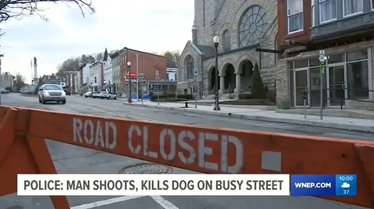 pottsville man shoots kills dog downtown