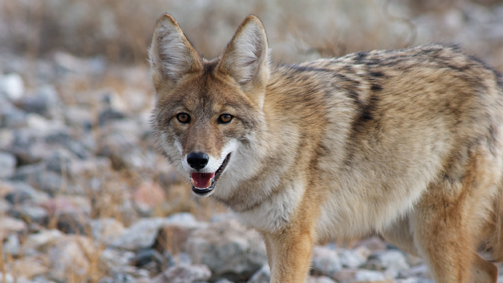rabid coyote orwigsburg