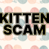 maine coon kitten scam