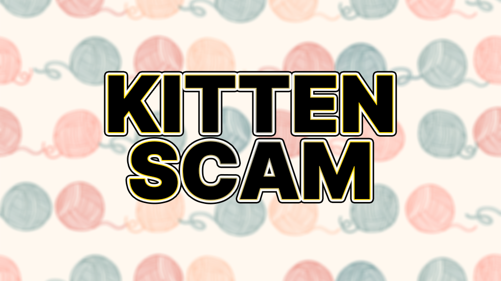 maine coon kitten scam