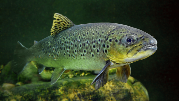 pa trout fishing regulations