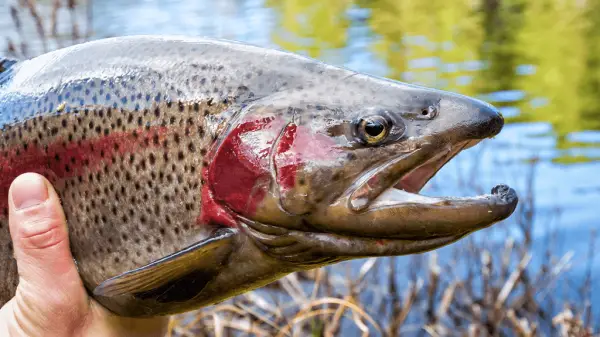 pa trout fishing schedule 2023 schuylkill county