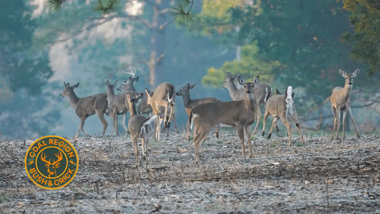 pa deer season 2023 begins