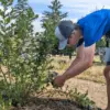 Peter Harding, of Harding's Farm Market, tends to a blueberry bush at the family farm. Pick-your-own blueberry season is now and runs for about a month.