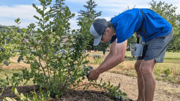 Peter Harding, of Harding's Farm Market, tends to a blueberry bush at the family farm. Pick-your-own blueberry season is now and runs for about a month.