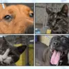 hillside spca pet adoptions