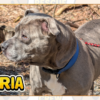 Gloria is a 10-year-old pit available for adoption at Hillside SPCA
