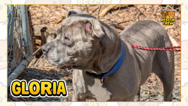 Gloria is a 10-year-old pit available for adoption at Hillside SPCA